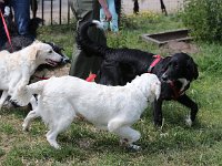 Puppys van Bliss040622-0007